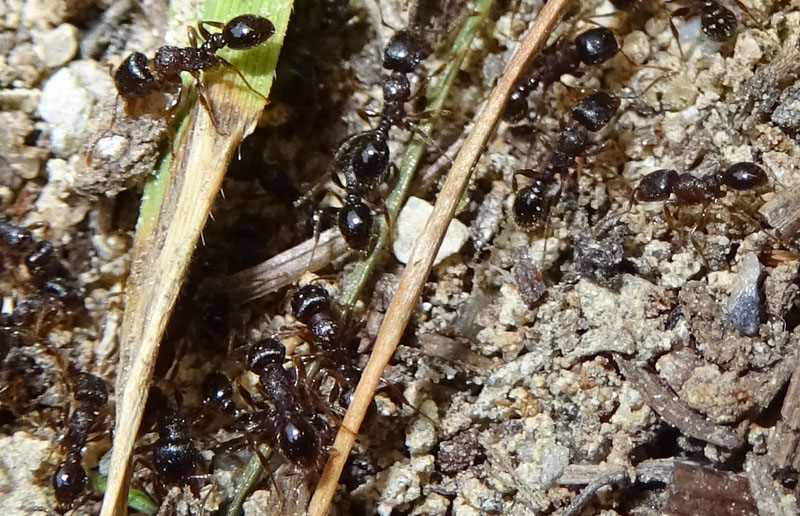 formiche : Genere Tetramorium